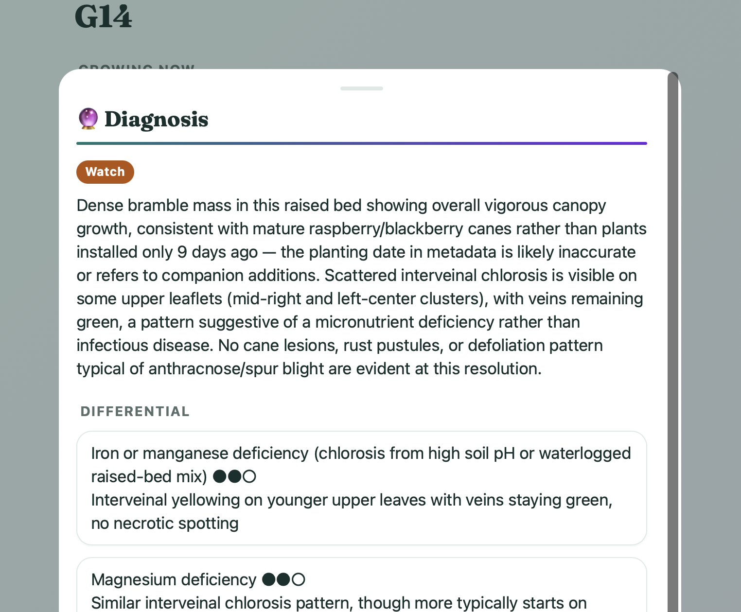 Garden Oracle AI diagnosis with differential and confidence levels